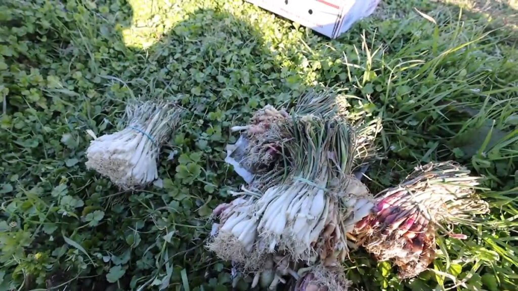 Multiple bunches of onion sets on the ground.