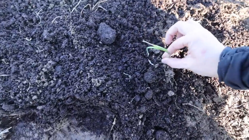 A hand planting an onion set into the soil.