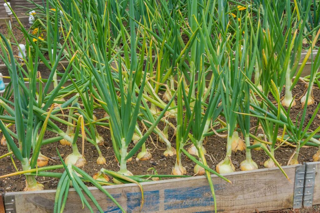 Mature onions growing in a raised garden bed.