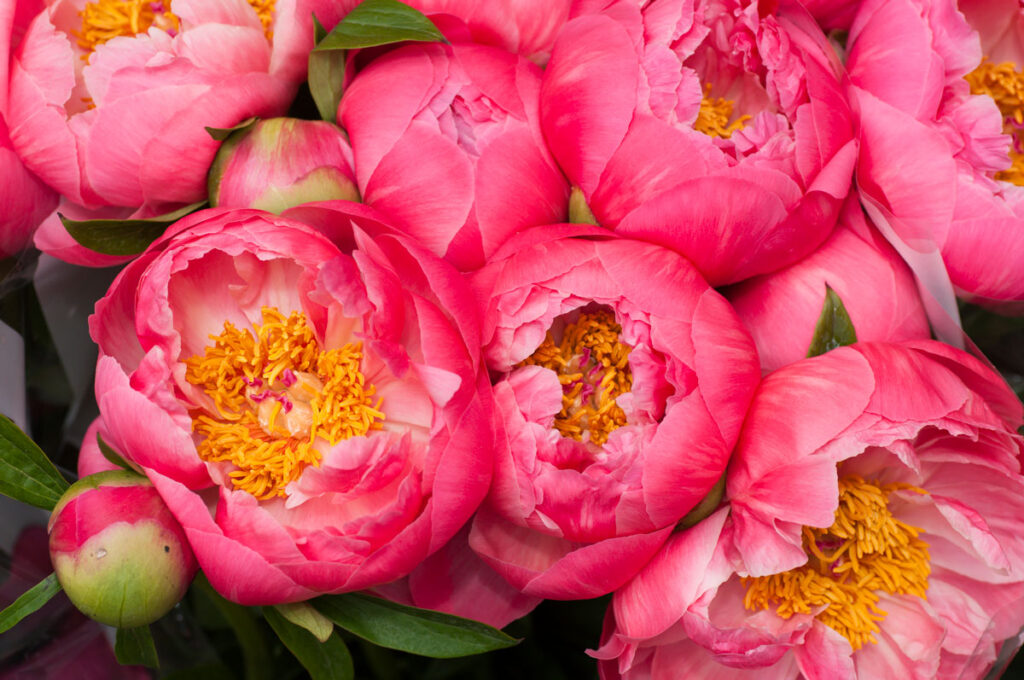 A bouquet of pink peony flowers.