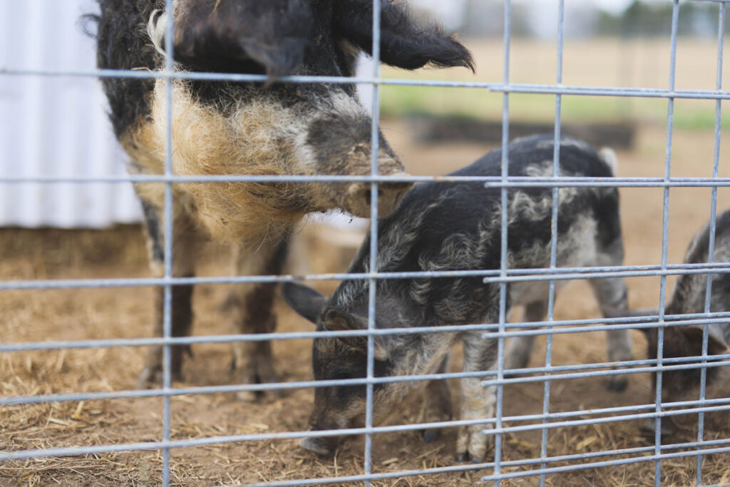 Baby piglets behind a fence.