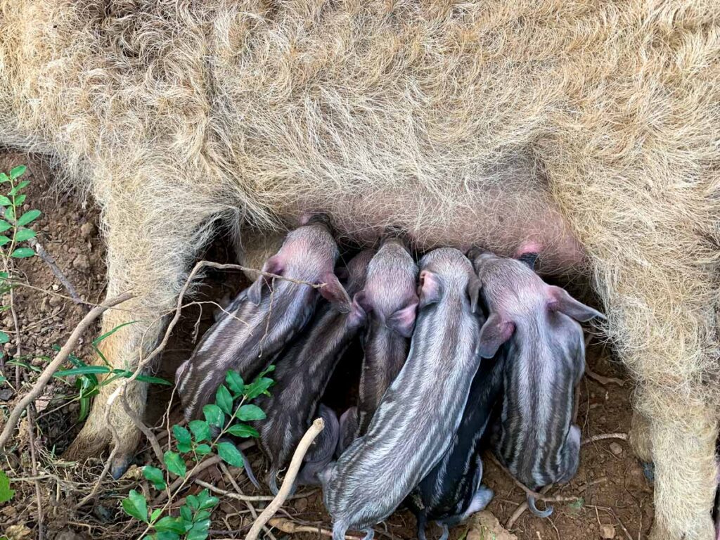 Baby piglets nursing.