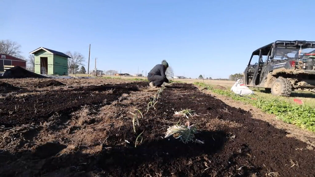 A woman planting a row of onions in the garden.