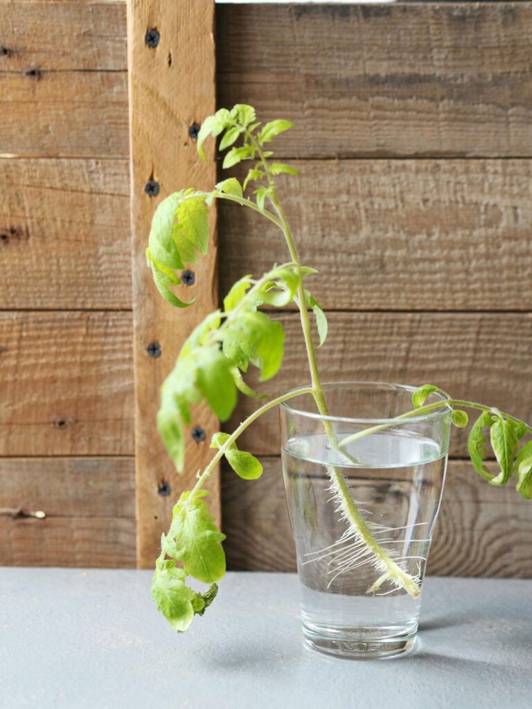 A tomato sucker being propagated in a glass of water.