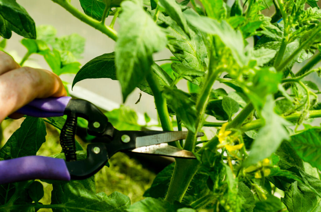 A tomato plant being pruned with purple handled sheers.