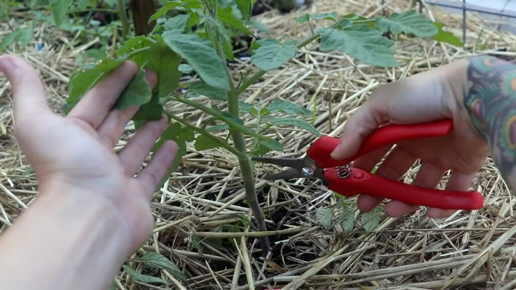 Pruning lower branches off tomato plant.