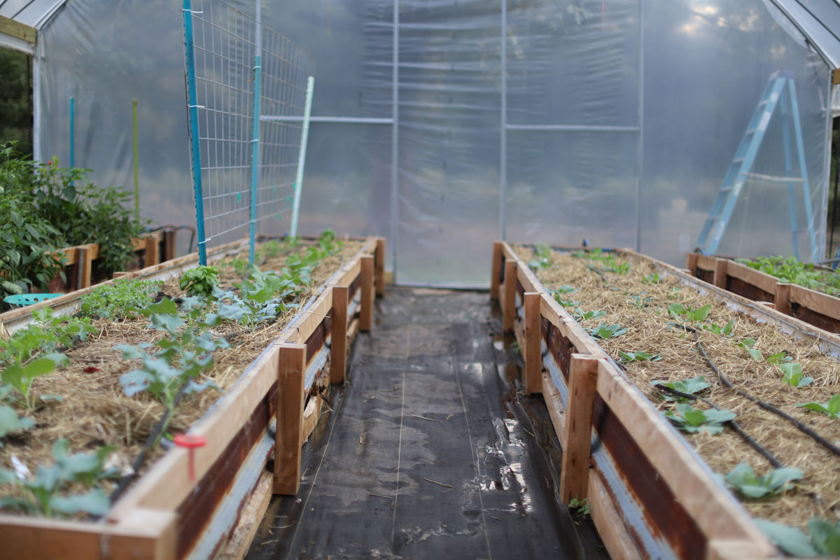 Two raised garden beds in a high tunnel.