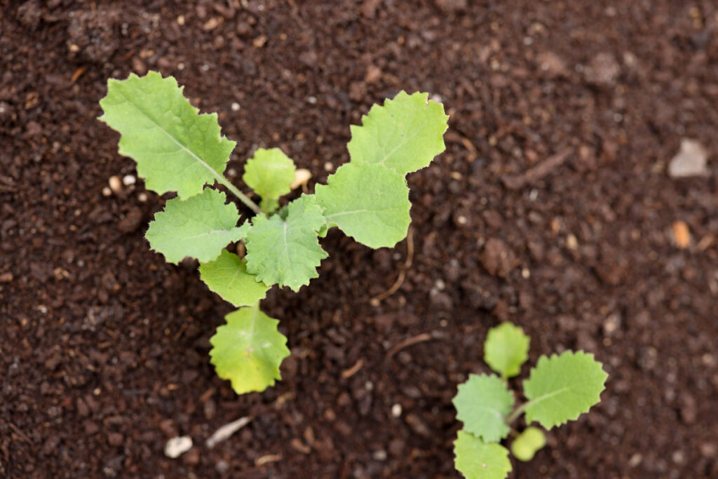 Tiny plants growing in soil.