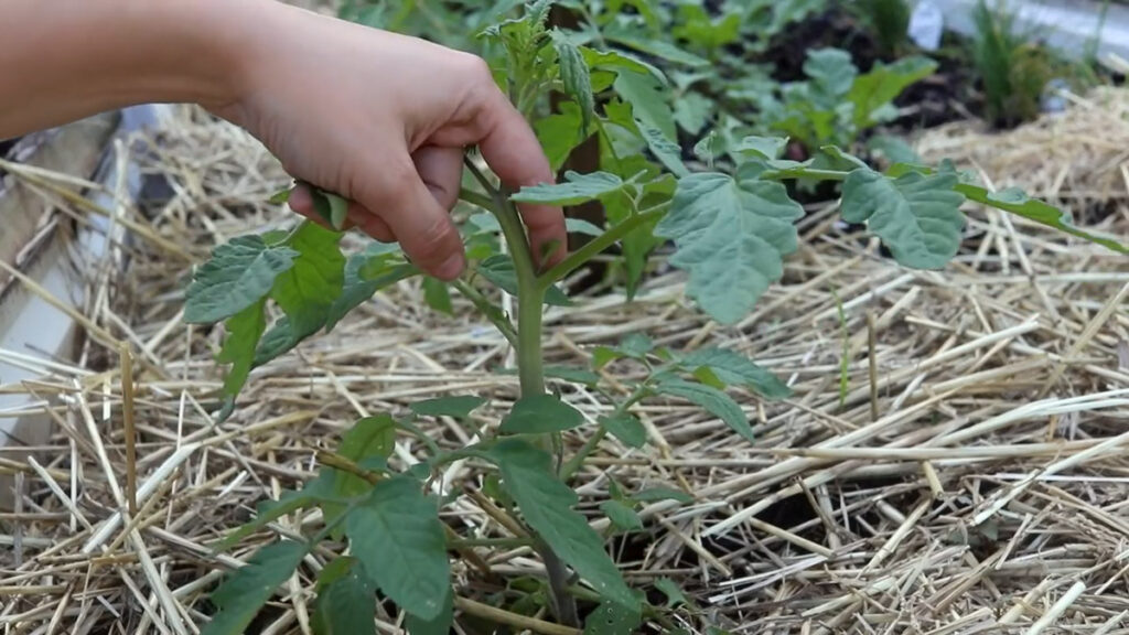 A tiny tomato sucker.