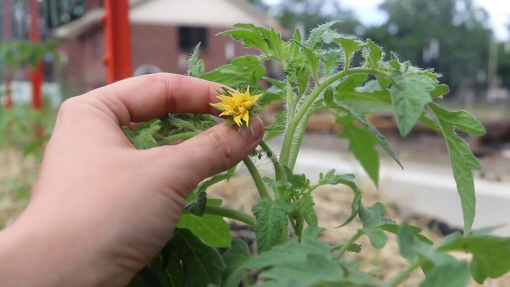 Fingers holding tiny tomato blossoms.