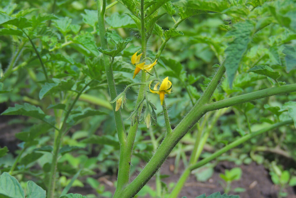 Tomato blossoms on a tomato plant.