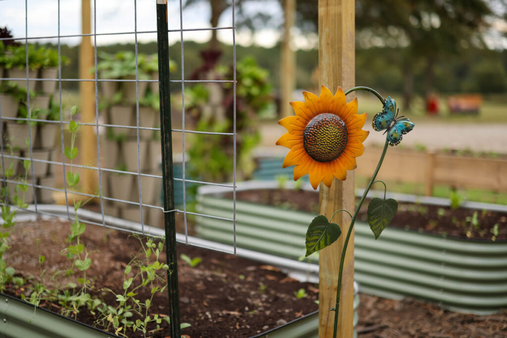 Two Vego garden beds with a sunflower garden decoration.