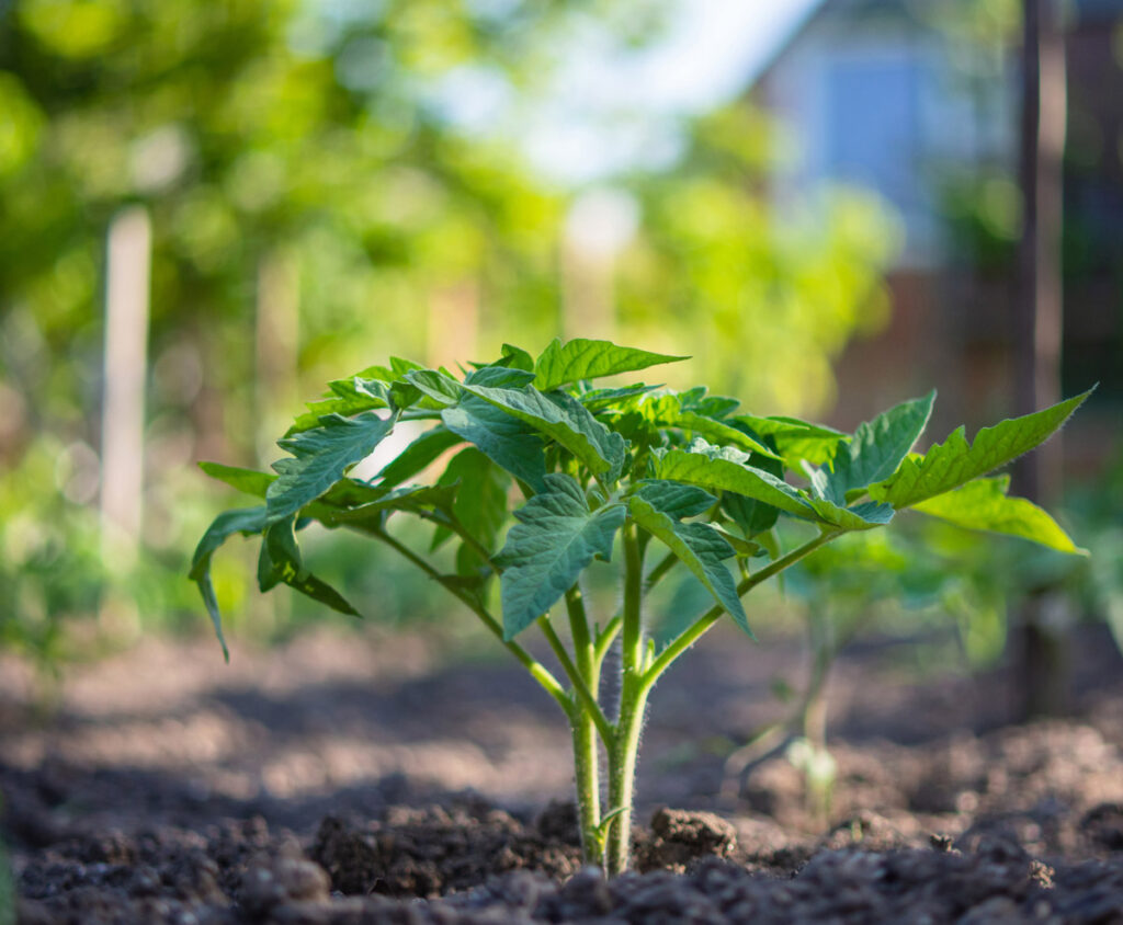 A young tomato plant in the garden.