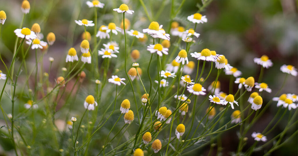 Chamomile flowers.