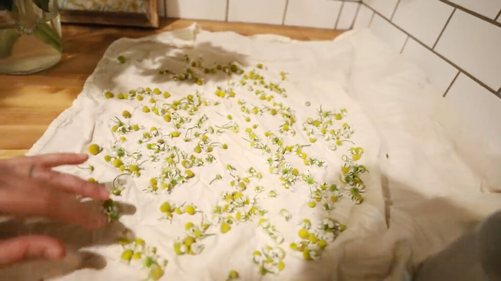 Chamomile flowers drying on a kitchen towel.