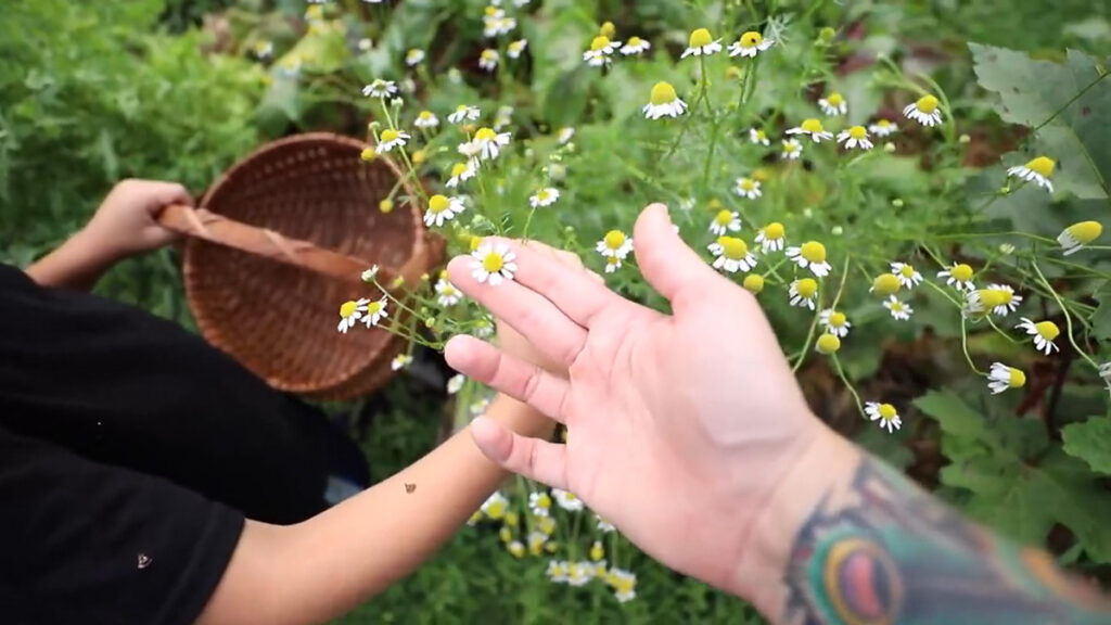 A young boy picking chamomile flowers.