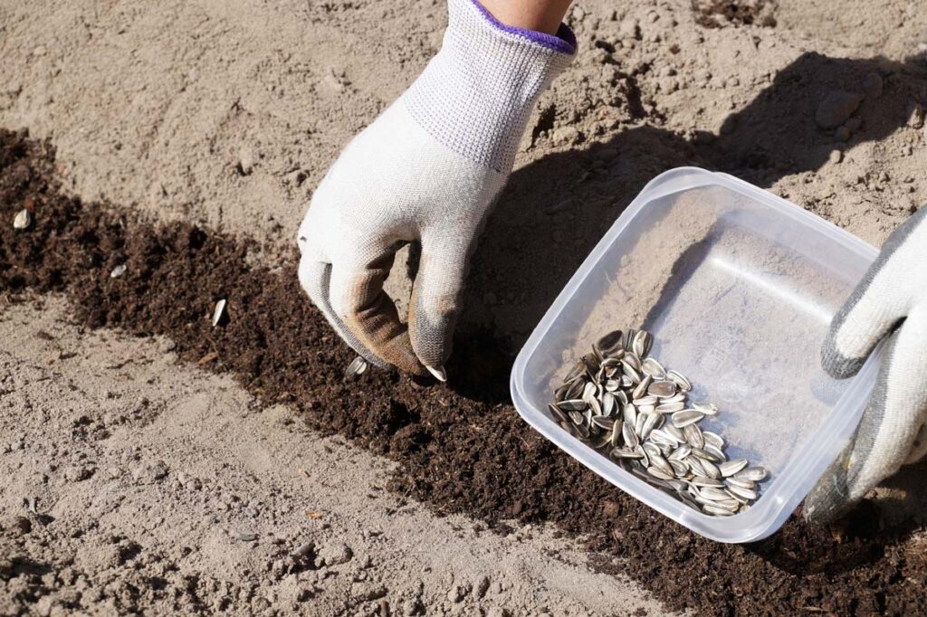 Planting sunflower seeds into the soil.