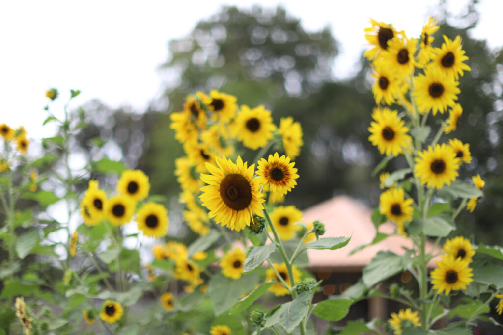 Many sunflowers growing in a garden.