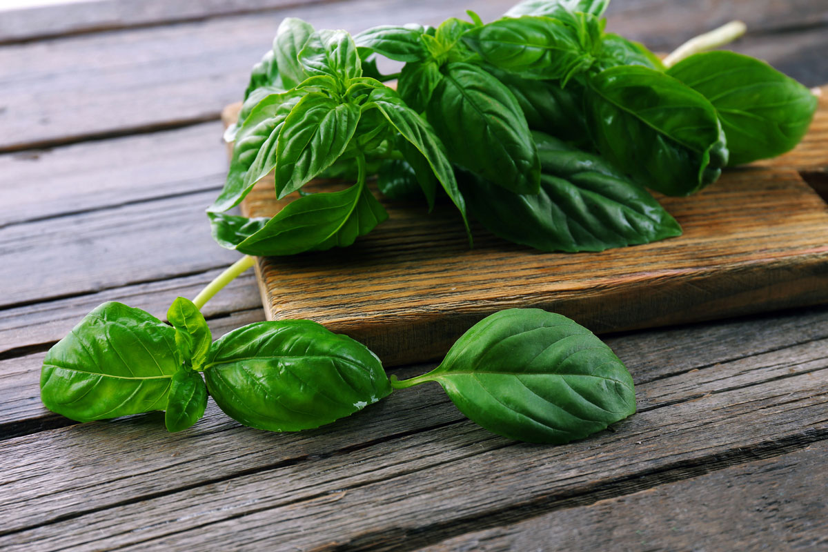 Simple Basil Tea Recipe (Iced or Hot) Roots and Refuge