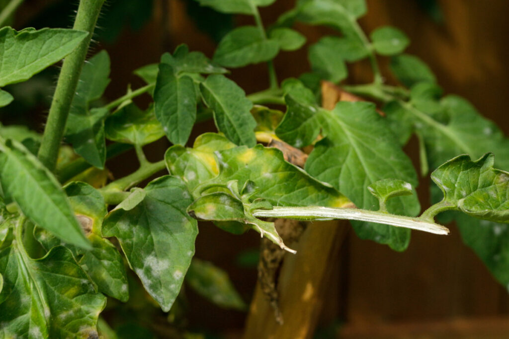 Early blight on a tomato leaf.