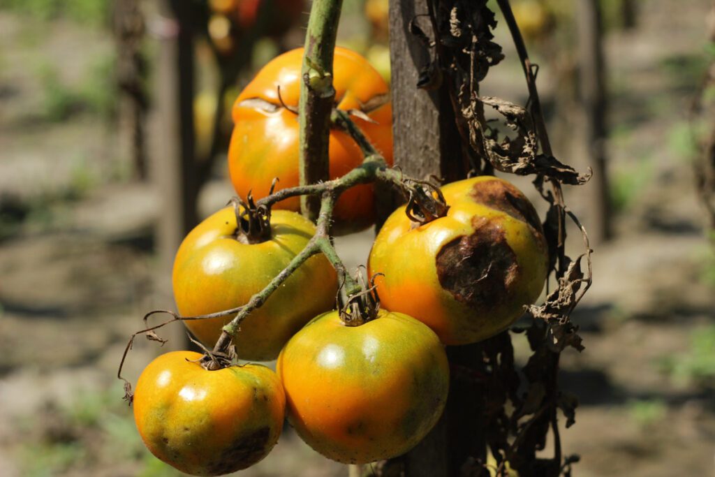 Late blight on a tomato plant. 