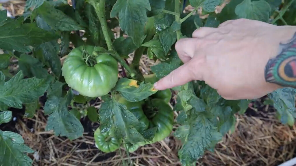 A woman's hand pointing to a spot of blight on a tomato leaf.
