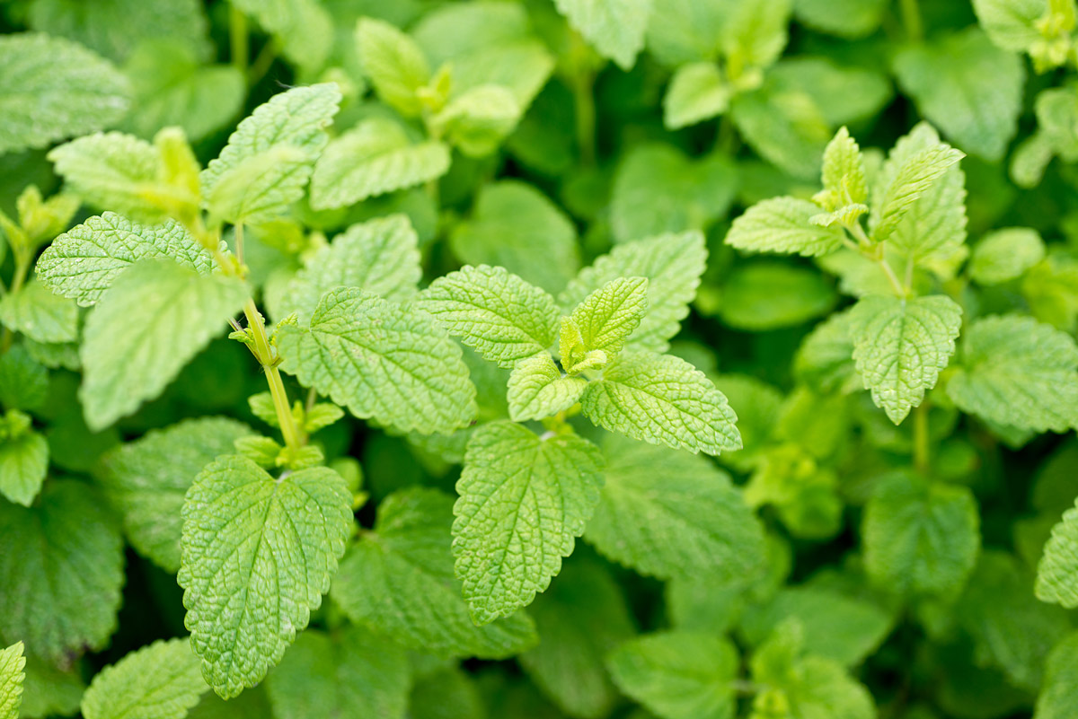 Close up of a lemon balm plant.