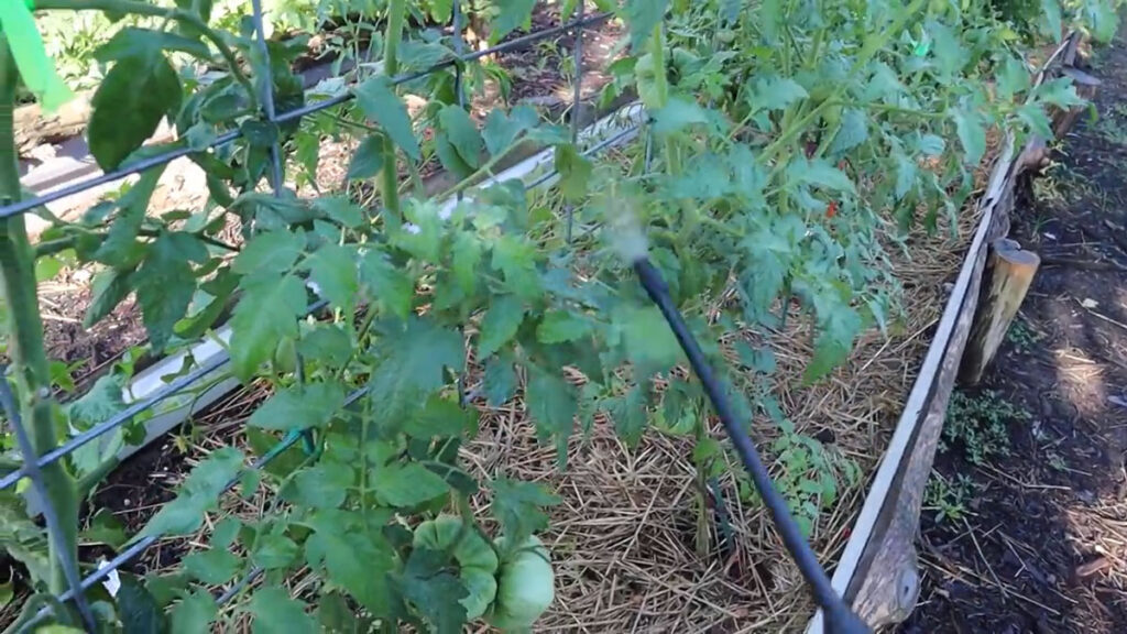 A sprayer spraying a hydrogen peroxide solution onto tomato plants.