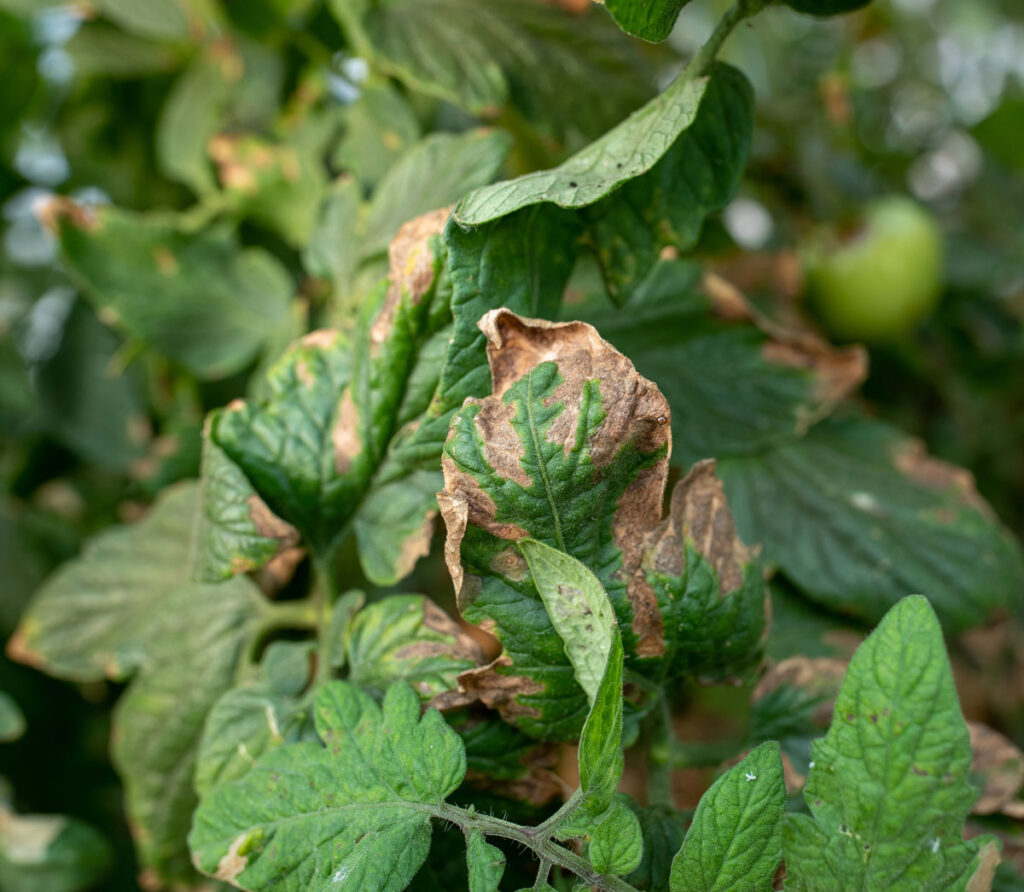 Early blight on a tomato leaf.