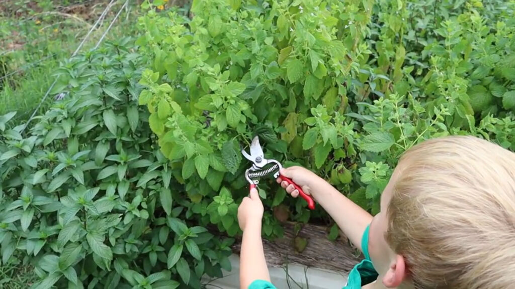 A young boy cutting lemon balm leaves from a plant.