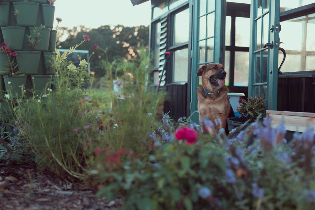 A dog sitting outside a greenhouse with plants all around.