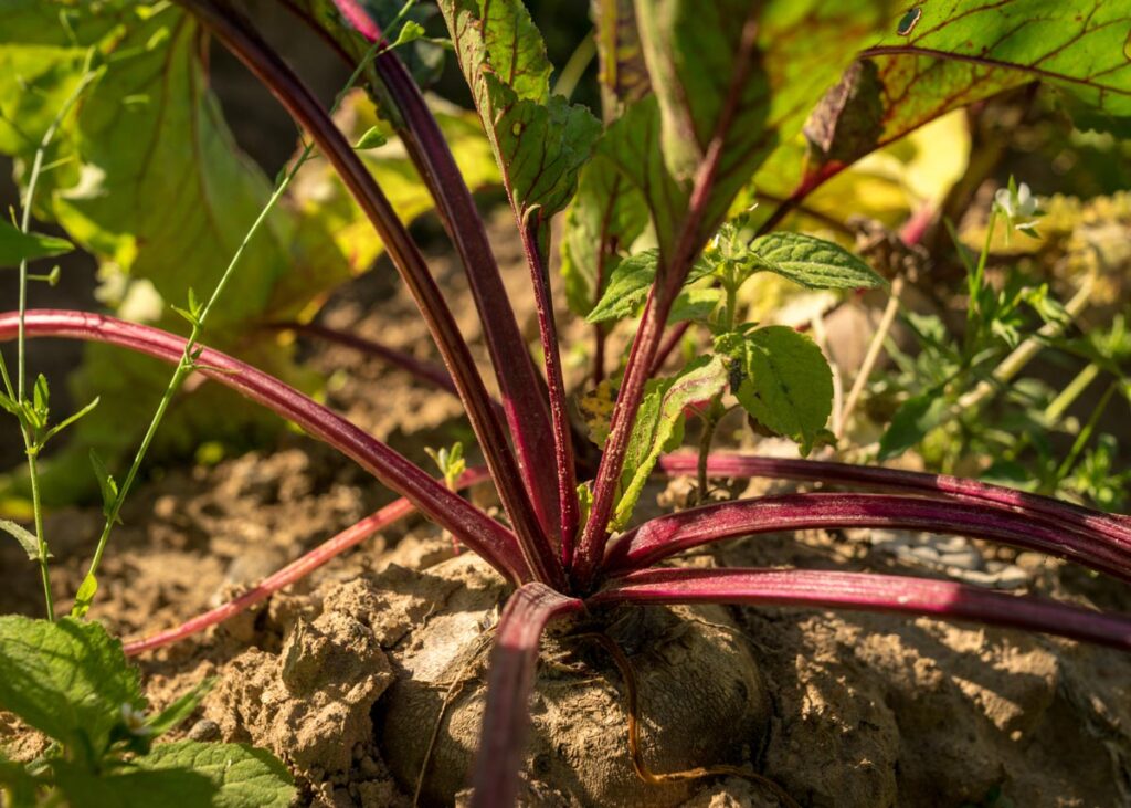 Up close photo of a beet growing in the garden.