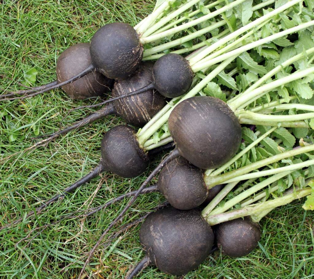 Black radishes laying in a pile on the grass.