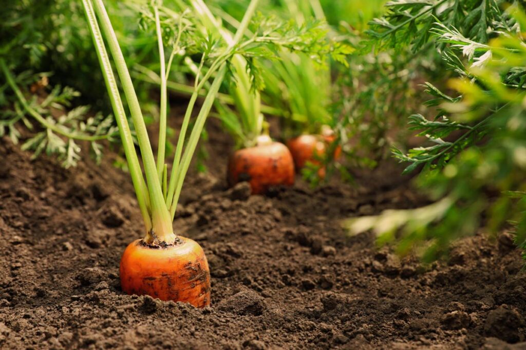 Carrots growing in the garden.