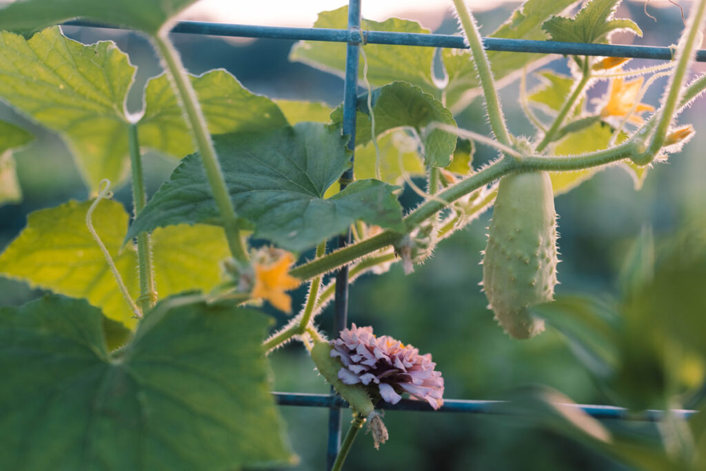 A cucumber growing on a trellis with a flower next to it.