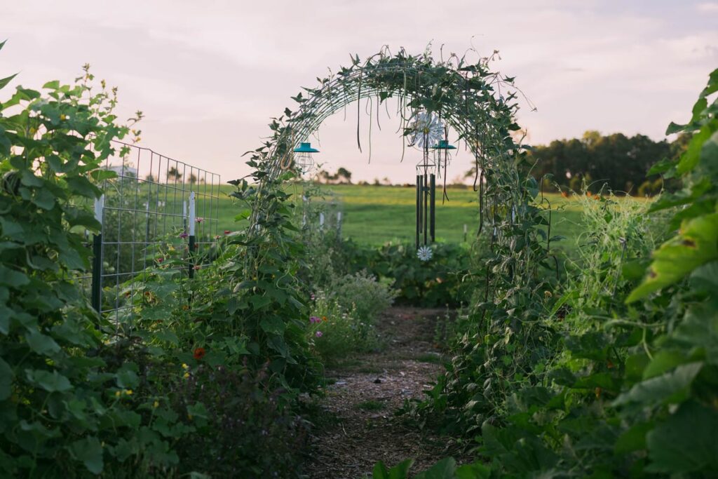 Garden arches with plants growing up and over them.