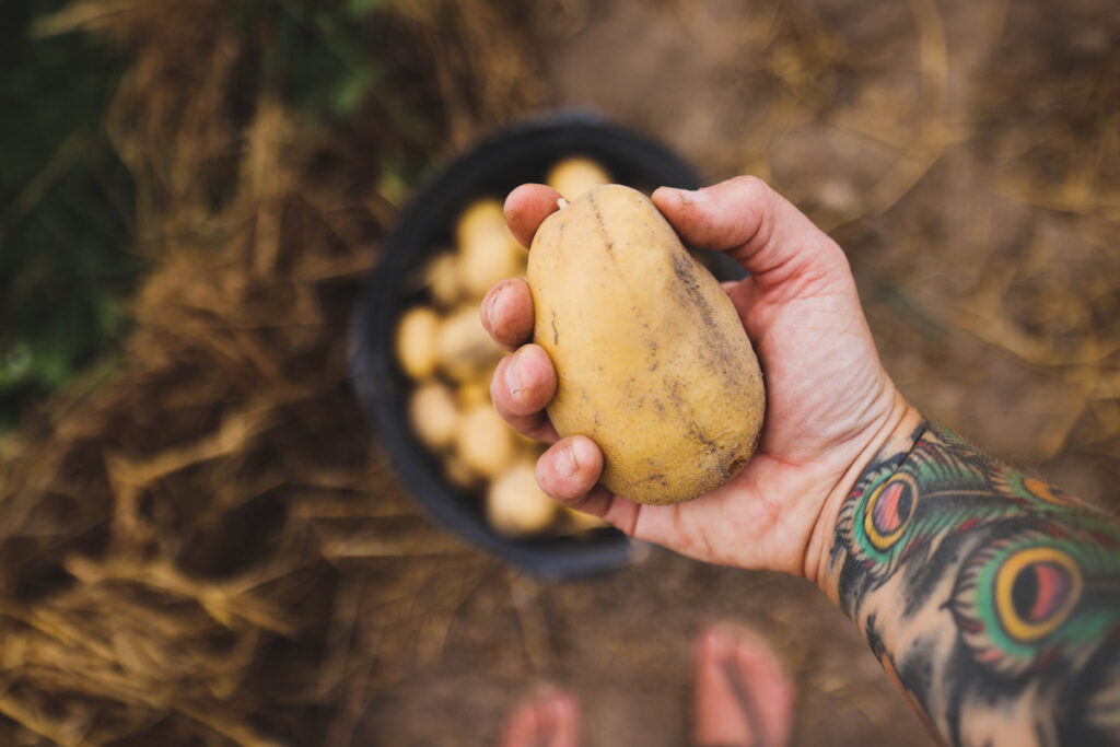 A potato in a woman's hand.