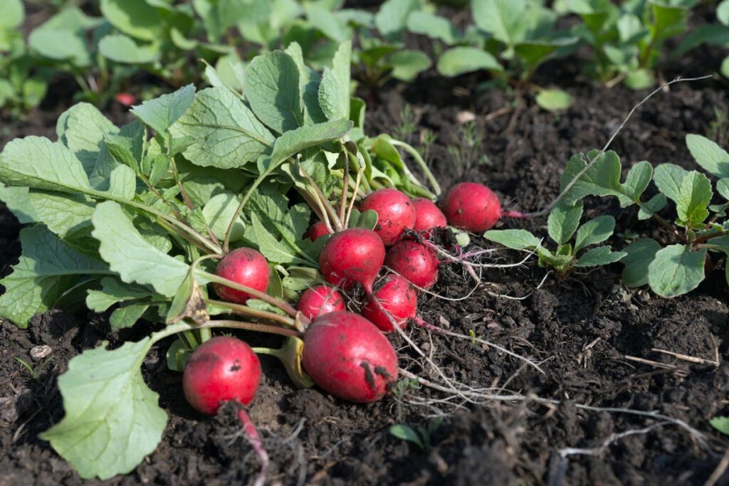 Pink radishes laying on the soil in the garden.