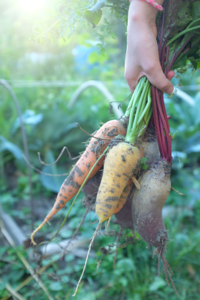 Multiple root vegetables being held by the stem.