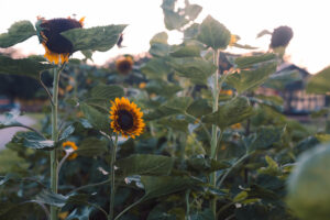 Sunflowers in a flower patch.