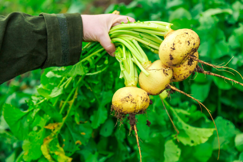 A bunch of turnips being held by the greens.