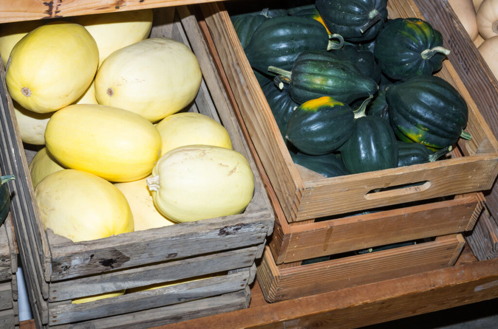 Winter squash in crates for storage.