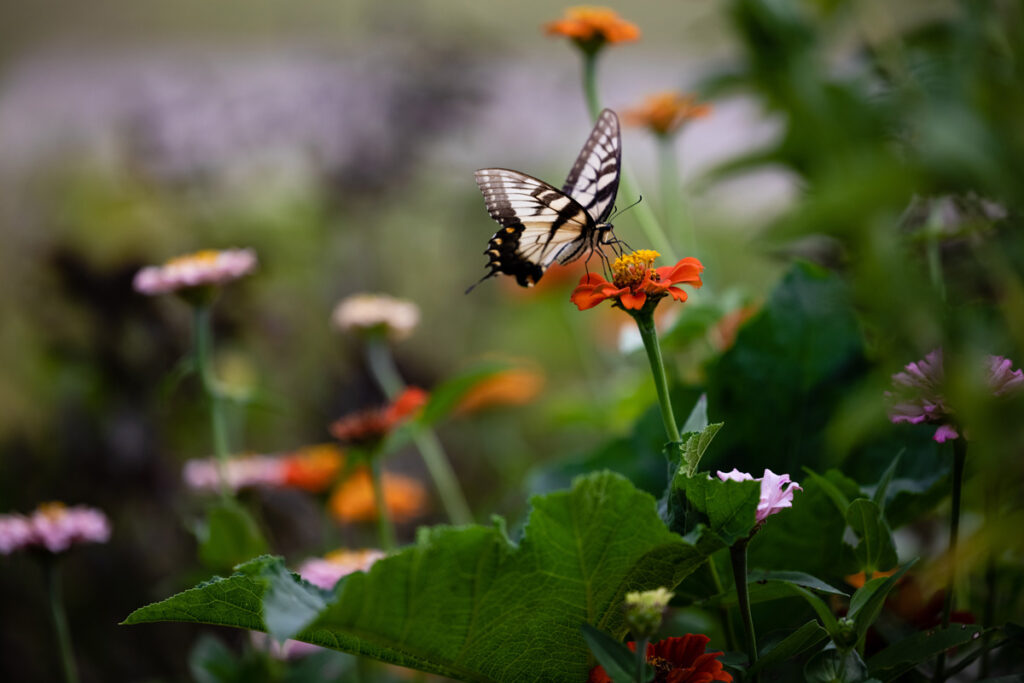 A butterfly on an orange flower.