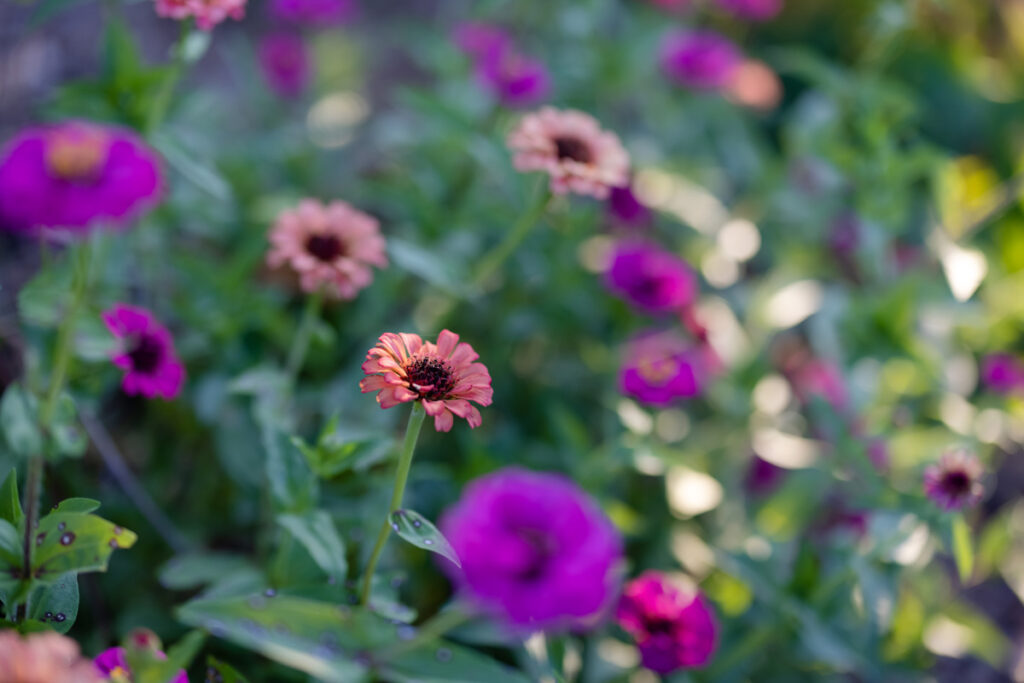 Flowers of pinks and purple.