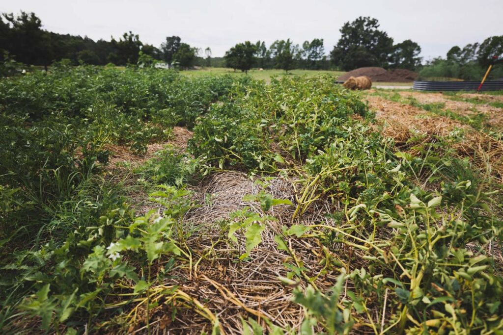 Potato plants dying back in a large garden.