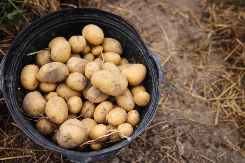 A bucket of harvested potatoes.
