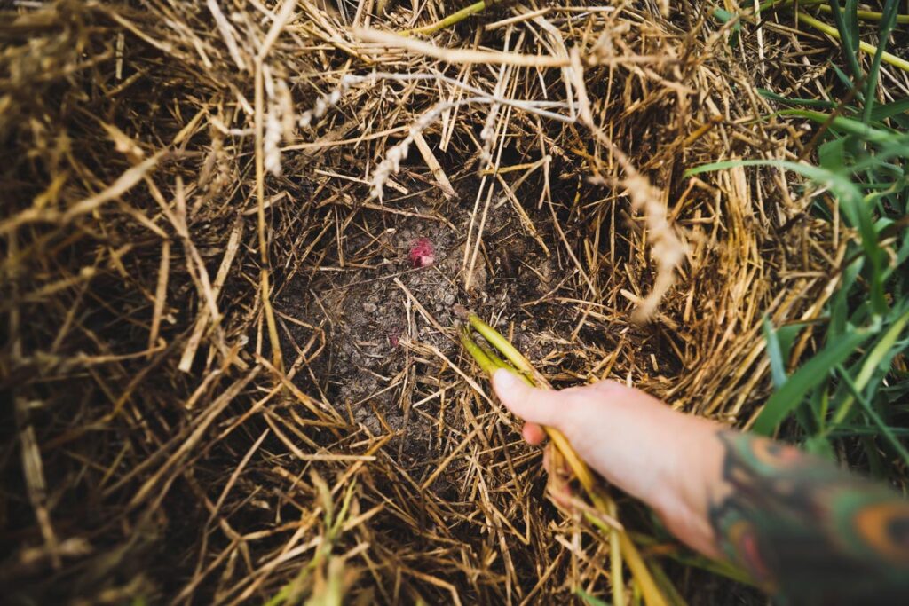 A woman's hand pulling up potatoes from the soil.