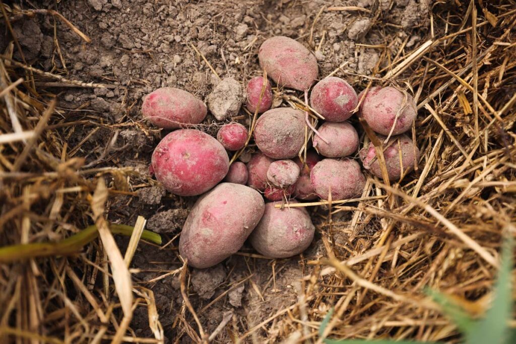 Harvested red potatoes in a pile of straw.