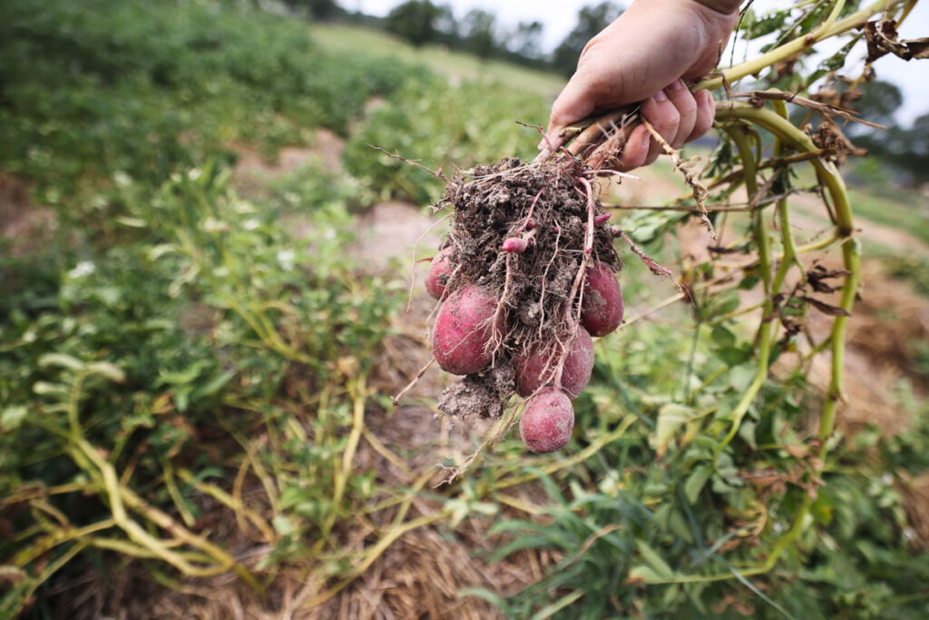 A hand holding a bunch of potatoes still attached to the plant.