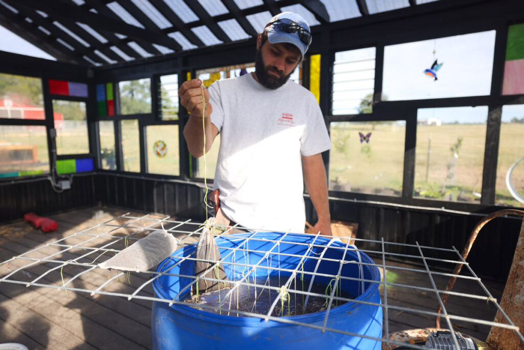 Strings tied to a metal rack with compost tea bags hanging into a large barrel of compost tea.